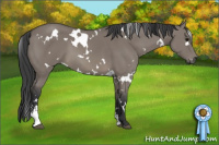 Horse Color:White Spotted Grullo Sabino 