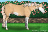 Horse Color:Gold Cream Champagne Sabino