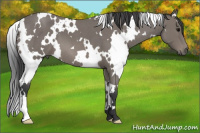 Horse Color:White Spotted Blue Roan 