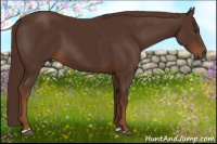 Horse Color:Gray Chestnut 
