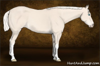 Horse Color:Cremello 