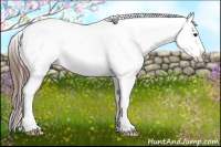 Horse Color:Bay Frame Appaloosa 