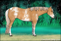 Horse Color:White Spotted Palomino Tobiano 
