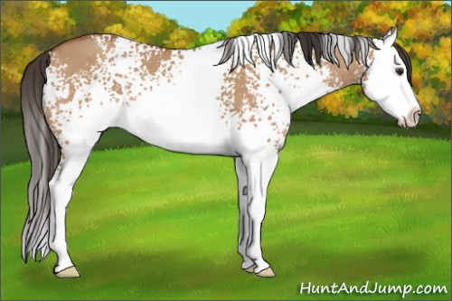Horse Color:White Spotted Bay Dun Splash