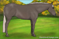 Horse Color:Silver Black Sabino 