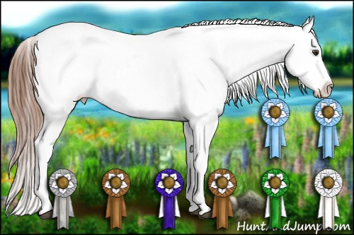 Horse Color: Liver Chestnut Splash Snowcap 