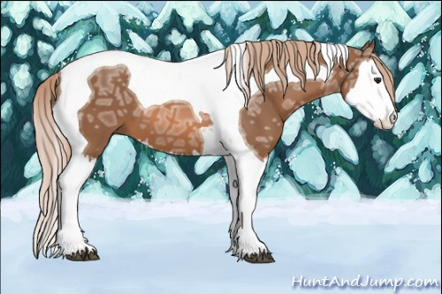 Horse Color: Liver Chestnut Ice Splash Tobiano 