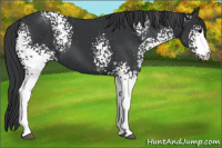 Horse Color:White Spotted Brown 