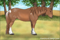 Horse Color:White Spotted Liver Chestnut Tobiano 