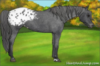 Horse Color:Black Appaloosa 