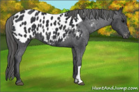 Horse Color:Black Appaloosa 