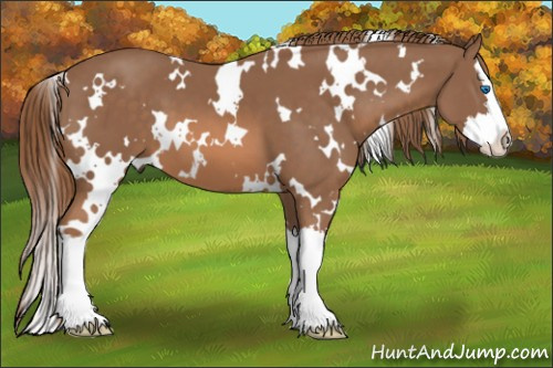 Horse Color: White Spotted Liver Chestnut Splash 