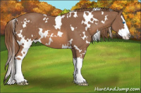 Horse Color:White Spotted Liver Chestnut Splash 