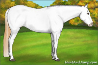 Horse Color:Buckskin Roan Dun Appaloosa 