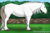 Horse Color:Bay Tobiano Blanket 