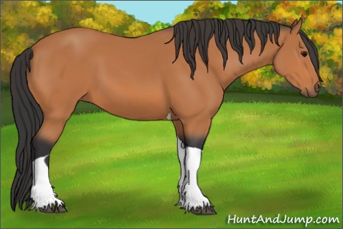 Horse Color: Bay Tobiano 