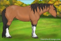 Horse Color:Bay Tobiano 