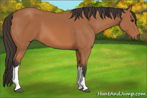 Horse Color: Bay 