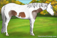 Horse Color:Bay Sabino Splash Tobiano