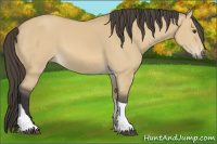 Horse Color:Buckskin Dun Tobiano