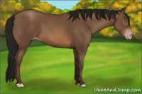 Horse Color:Gray Amber Champagne