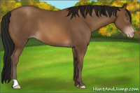 Horse Color:Gray Amber Champagne 