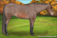 Horse Color:Bay Appaloosa 