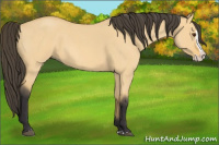 Horse Color:Buckskin Roan Dun Splash