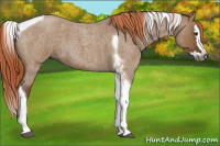 Horse Color:Gray Red Dun Roan Splash Tobiano 