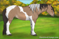Horse Color:Bay Dun Tobiano 