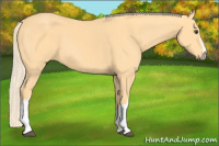 Horse Color:Palomino 