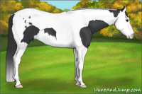 Horse Color:Brown Splash Tobiano 