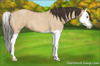 Horse Color:Buckskin Roan Dun Splash 