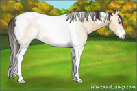 Horse Color:Buckskin Dun Sabino Tobiano 