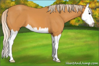 Horse Color:Chocolate Palomino Sabino Splash 