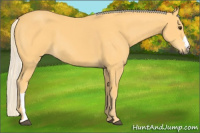 Horse Color:Palomino 