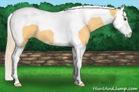 Horse Color:Palomino Splash Tobiano 
