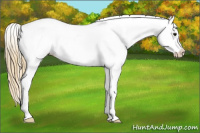 Horse Color:Buckskin Appaloosa 