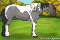 Horse Color:Grullo Roan Tobiano