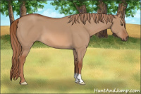 Horse Color:Liver Red Dun 