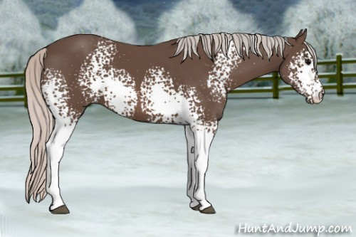 Horse Color: White Spotted Silver Black Sabino 
