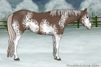 Horse Color:White Spotted Silver Black Sabino 