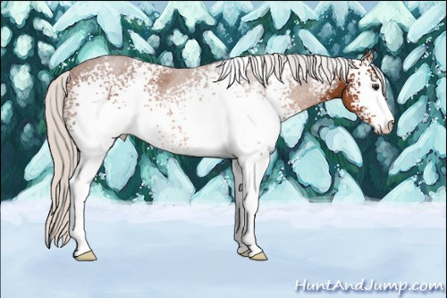 Horse Color: White Spotted Silver Bay Sabino 