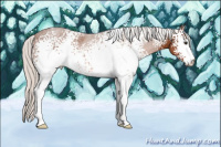 Horse Color:White Spotted Silver Bay Sabino 