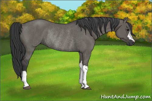 Horse Color: Unknown 