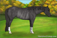Horse Color:Smoky Black Rabicano 
