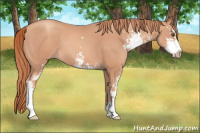 Horse Color:Gold Champagne Sabino