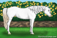 Horse Color:Chestnut Tobiano Near Leopard 