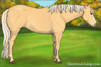 Horse Color:Palomino 