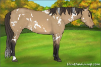 Horse Color:White Spotted Buckskin Dun 